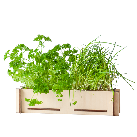 Kräuterpost - Petersiliensamen und Schnittlauchsamen, inkl. Anzuchtschale aus Holz