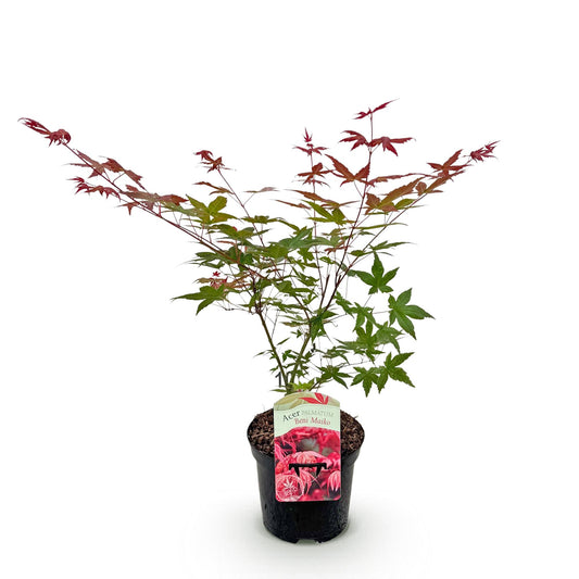 Green boutiQ - Terrace plant - Japanese Maple - Acer palmatum Beni Maiko - Red - 1 Plant - Deciduous - Pot 19cm Height 70cm