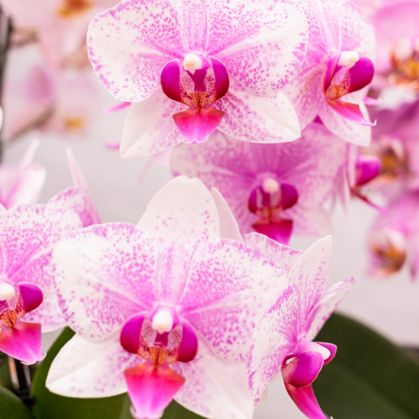 Roze Phalaenopsis orchidee potmaat Ø9cm | Rotterdam