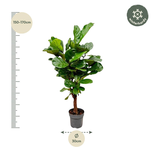 Ficus Lyrata branched - 150cm - ø24