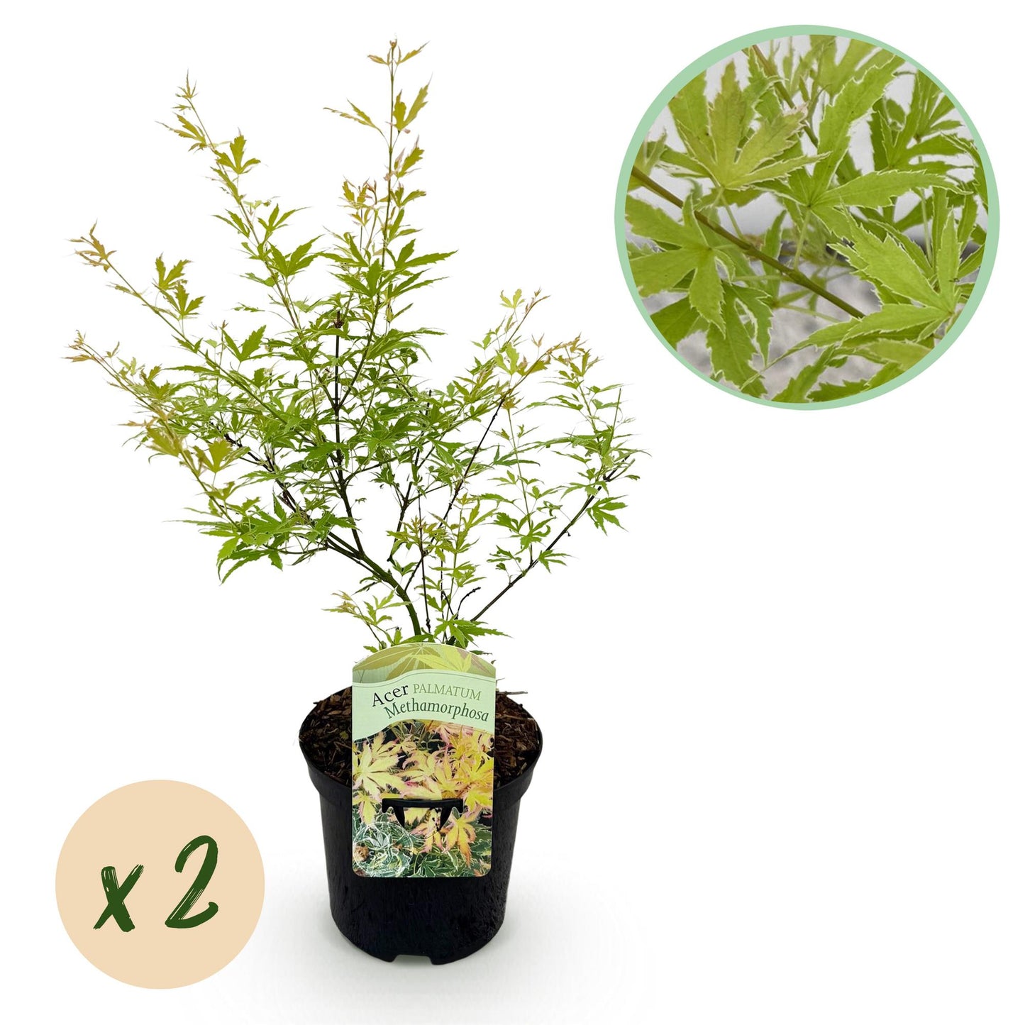 Green boutiQ - Terrace plant - Japanese Maple - Acer palmatum Methamorphosa - Green - 2 Plants - Deciduous - Pot 19cm Height 70cm