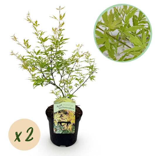 Green boutiQ - Terrace plant - Japanese Maple - Acer palmatum Methamorphosa - Green - 2 Plants - Deciduous - Pot 19cm Height 70cm