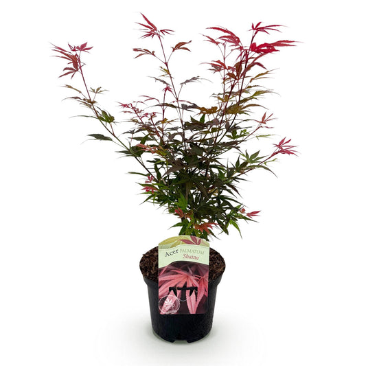 Green boutiQ - Terrace plant - Japanese Maple - Acer palmatum Shaina - Red - 1 Plant - Deciduous - Pot 19cm Height 70cm
