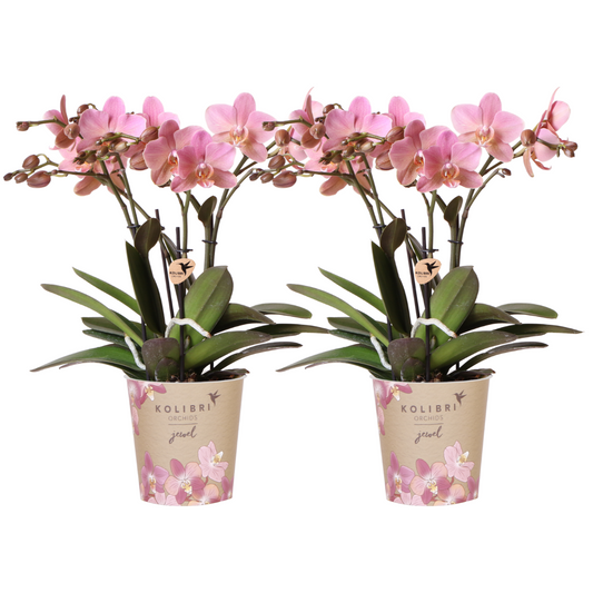 Kolibri Orchids I COMBI DEAL of 2 old pink Phalaenopsis orchids - Treviso - pot size Ø12cm | flowering houseplant - fresh from the grower