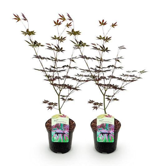 Green boutiQ - Terrace plant - Japanese Maple - Acer palmatum Trompenburg - Dark Purple - 2 Plants - Deciduous - Pot 19cm Height 70cm