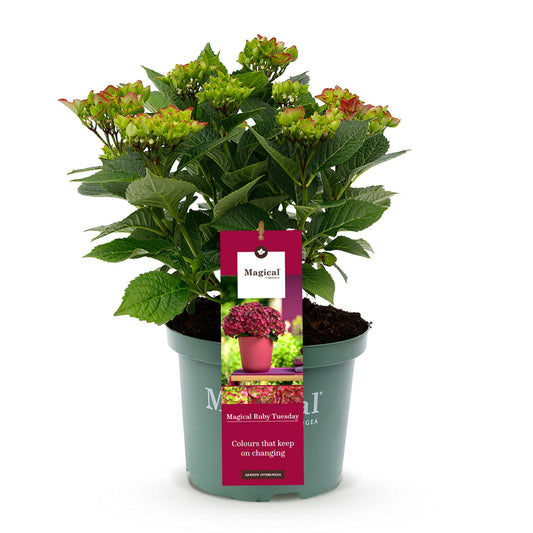 Green boutiQ - Terrace plant - Hydrangea - Hydrangea Magical Teusday &amp; Saphire - Red - 6-10 Flowers - Pot 23cm Height 55cm