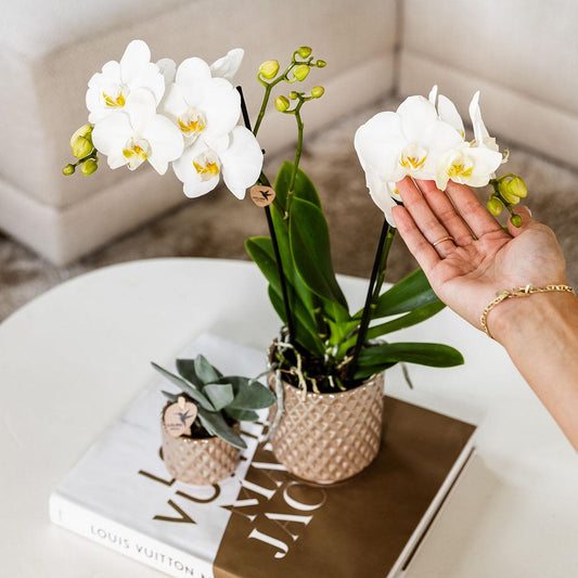 Hummingbird Home | Diamond pearl decorative pot - Sand - Ø9cm