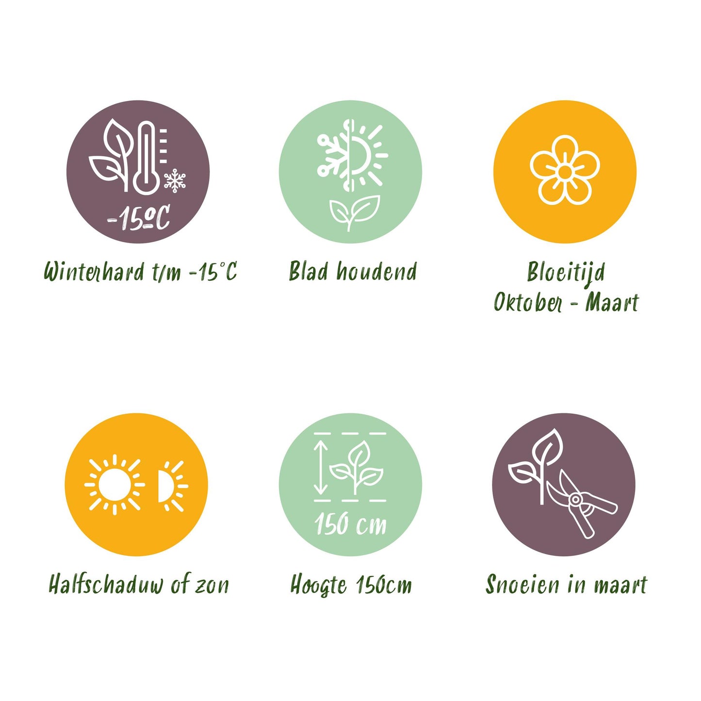 Green boutiQ - Plant op Stam - Viburnum tinus Eve Price - Terras Plant - Bladhoudend - Winterhard - Wit-Roze Bloem - Pot 19cm Hoogte 90cm