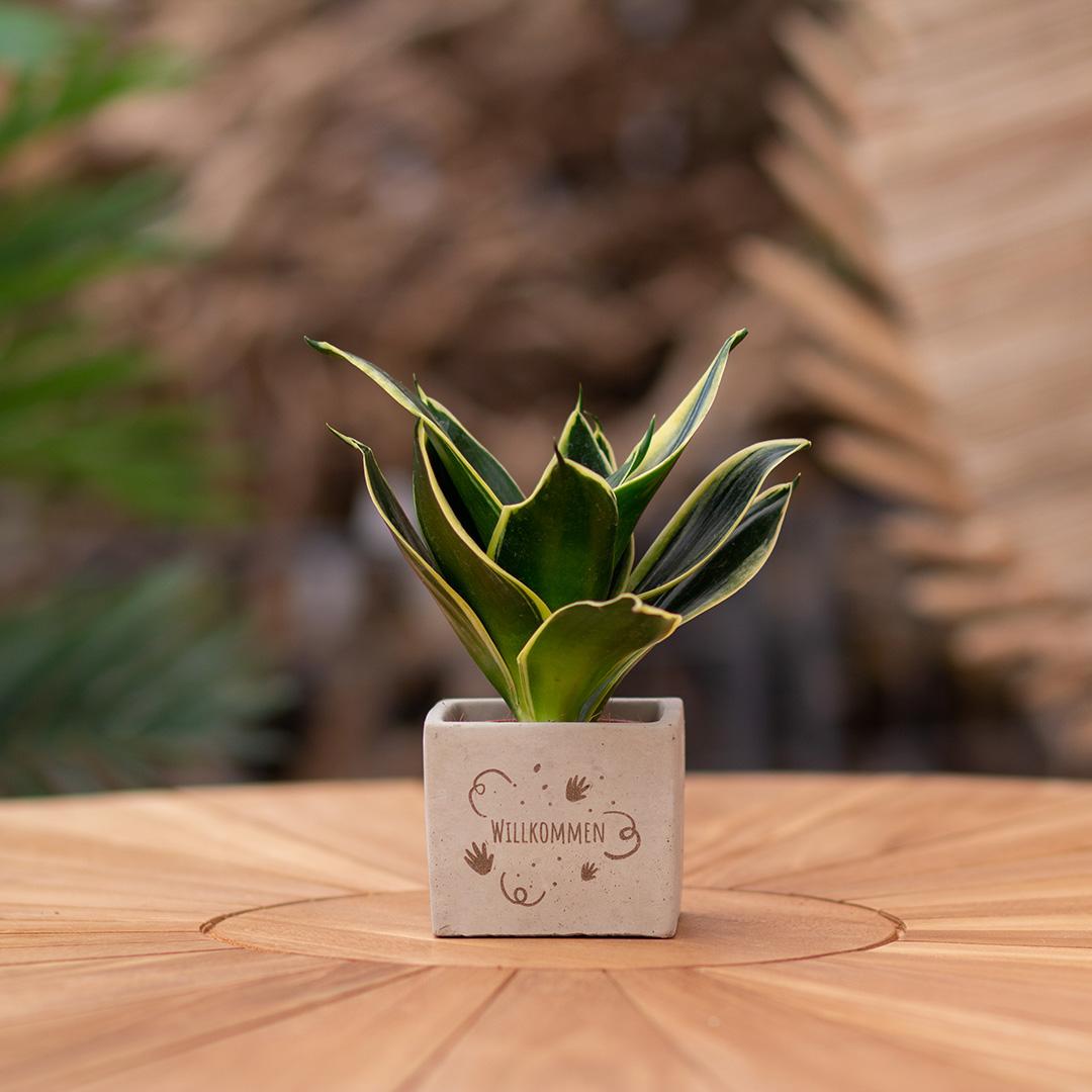 Congreet Blumentöpfe + Sansevieria | Willkommen 