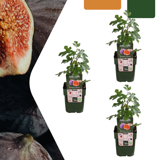 3 x Organic Fig Trees - Ø 13 cm - ↨ 20 cm