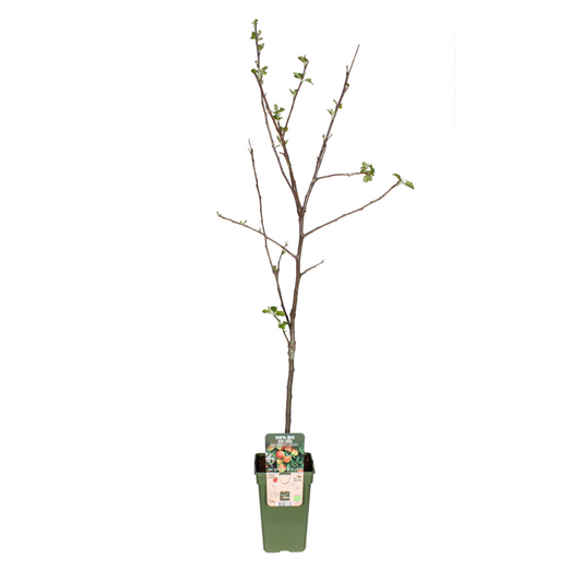 Malus Domestica Jonagold - Apple - Ø19cm - ↕60cm