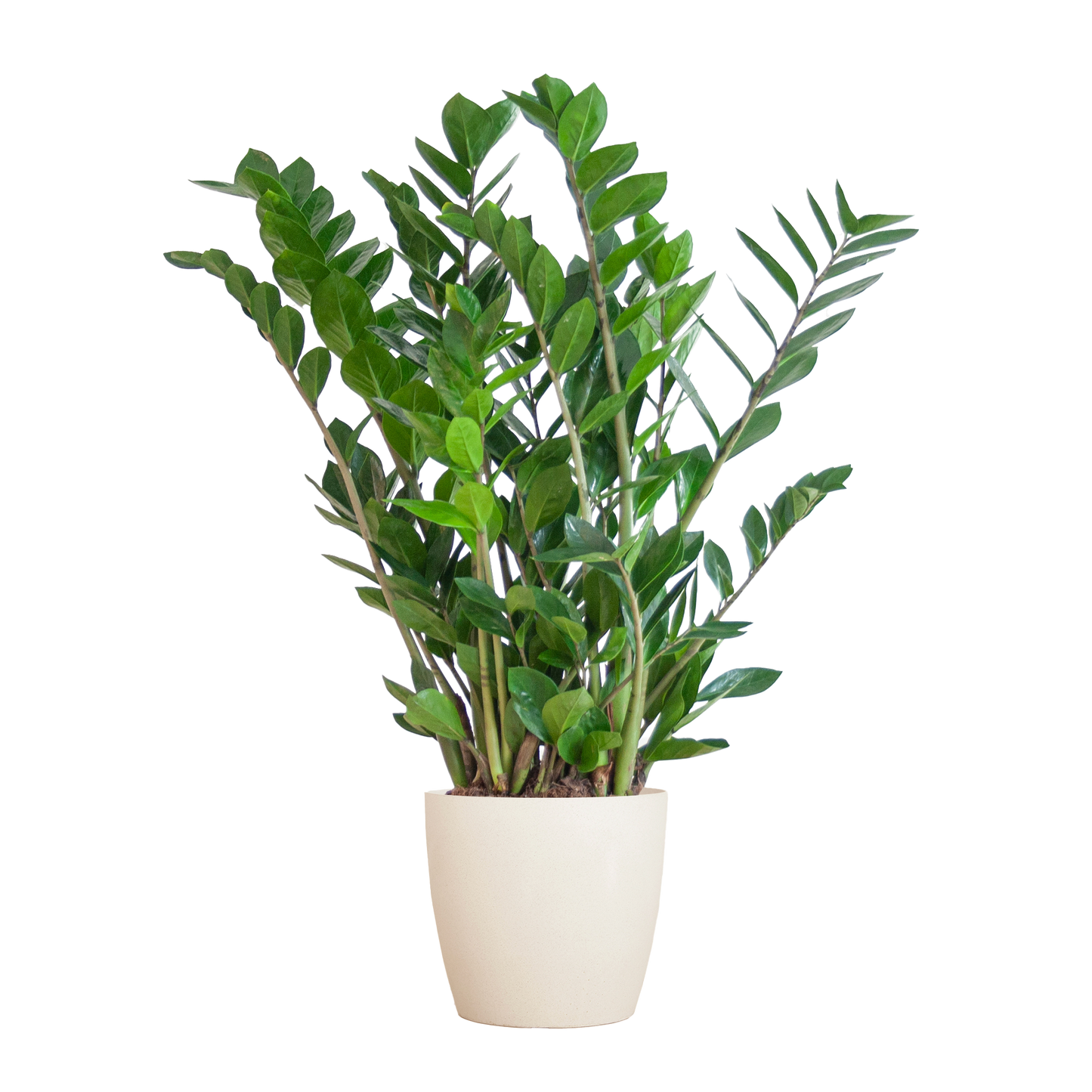Zamioculcas Zamiifolia with Viber white - 80cm - Ø21