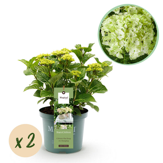 Green boutiQ - Terrace plant - Hydrangea - Hydrangea Magical Nobless - White - 6-10 Flowers - 2 Plants - Pot 23cm Height 55cm