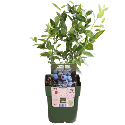 3 x Blueberry plants BIO - Ø 13 cm - ↨ 20 cm