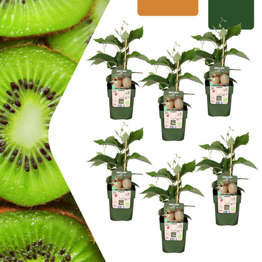 6 x Organic kiwi plants - Ø 13 cm - ↨ 20 cm