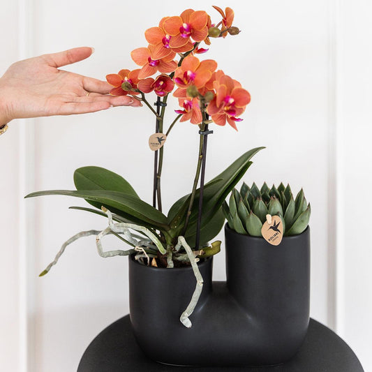 Kolibri Orchids | Set of orange orchid Bolzano and succulent in Tube decorative pot black - pot size Ø9cm | flowering houseplant - fresh from the grower