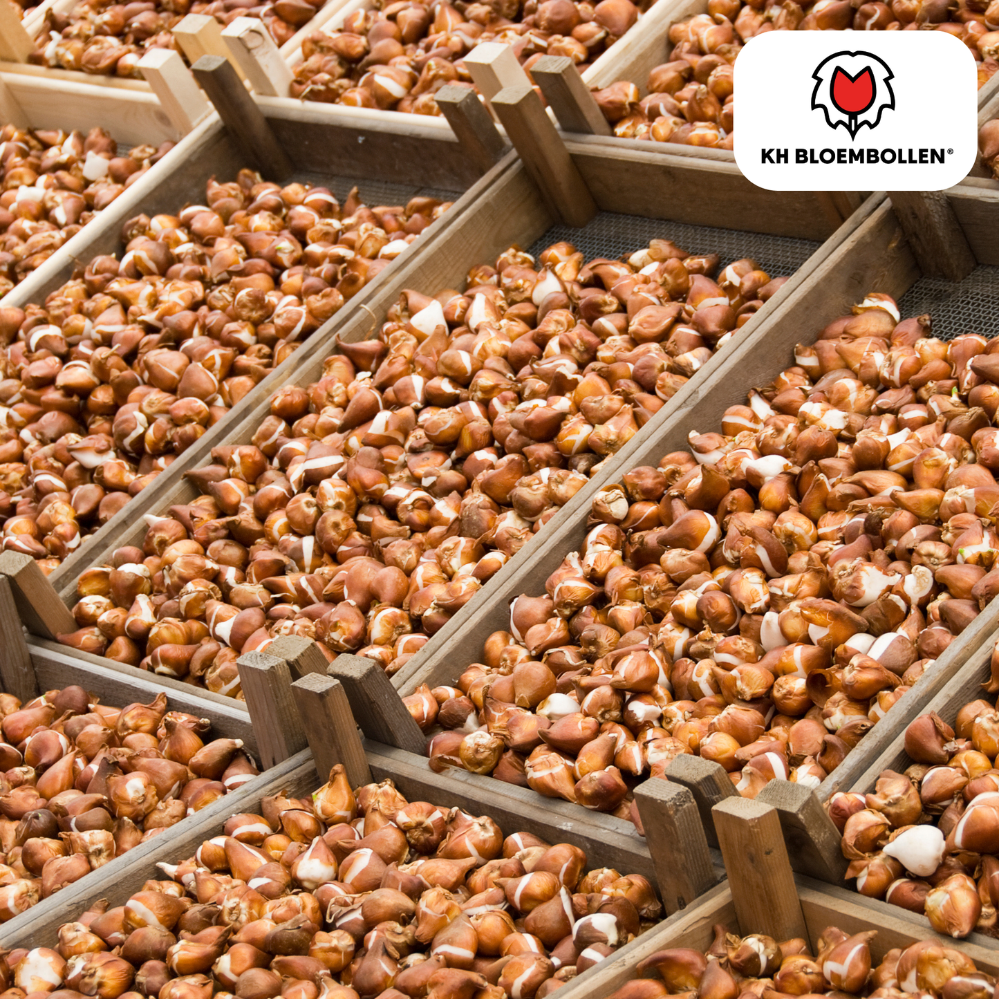 Tulpenbollen Gudoshnik Double – 20 Stuks