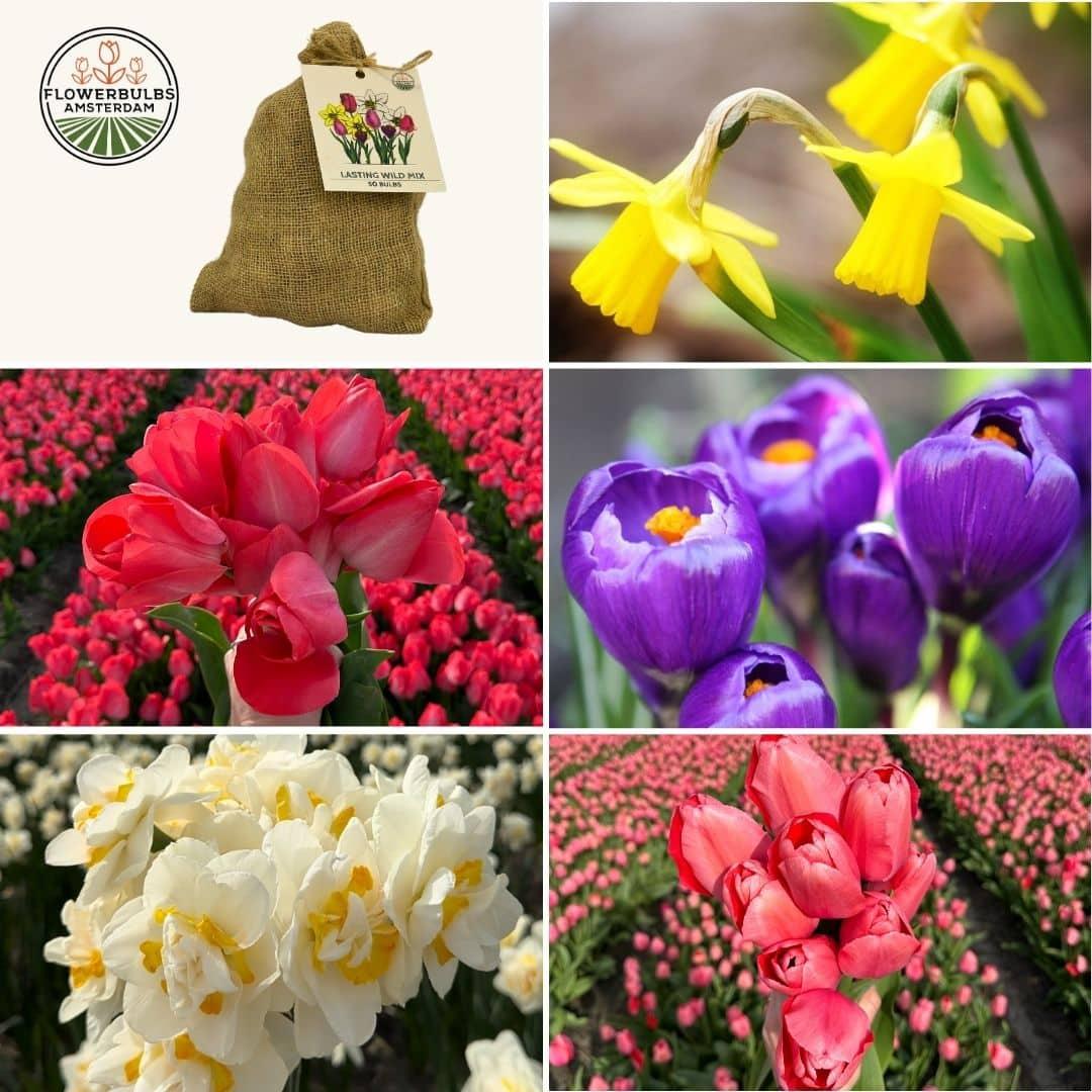 Flowerbulbs Amsterdam - Medium Lasting Wild Mix - Sustainable value pack, 50 flower bulbs for 1 m² of floral splendor -