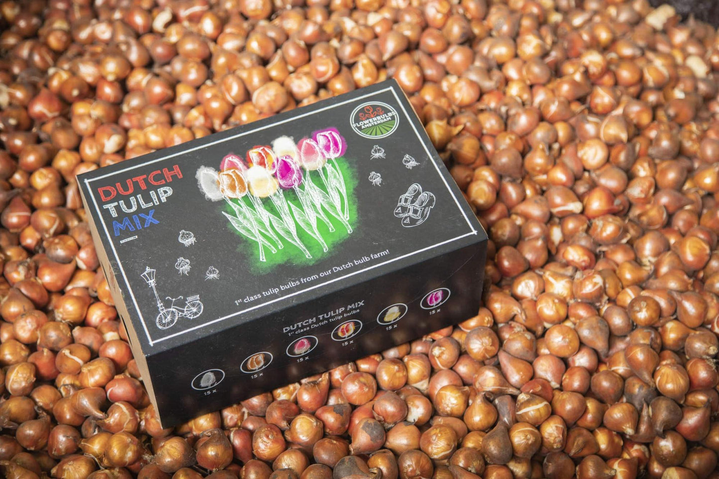 Flowerbulbs Amsterdam - Dutch Tulip Mix - Luxury large box, 90 flower bulbs for 2.5 m² of floral splendor - Size 12+