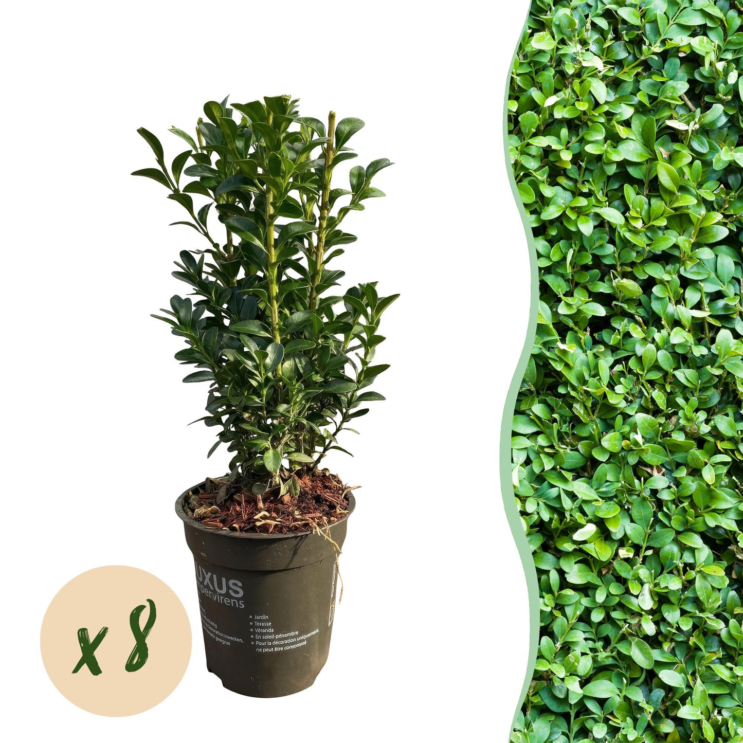 Green boutiQ - Hedge plants - Buxus sempervirens - green leaf - 8 plants - 1 linear meter - evergreen - pot 9cm height 20-25cm