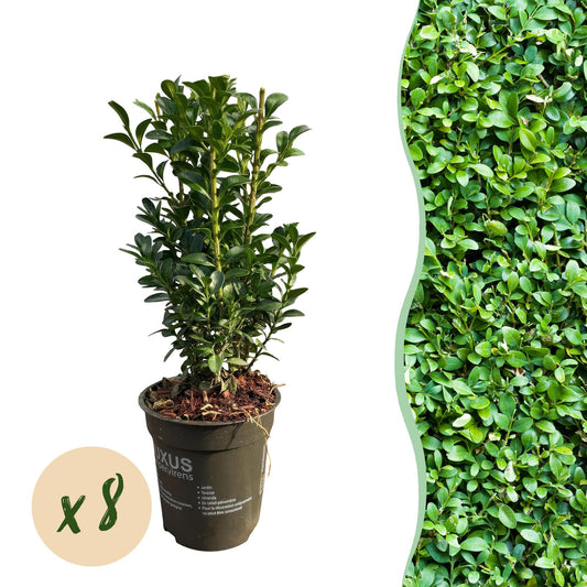 Green boutiQ - Hedge plants - Buxus sempervirens - green leaf - 8 plants - 1 linear meter - evergreen - pot 9cm height 20-25cm