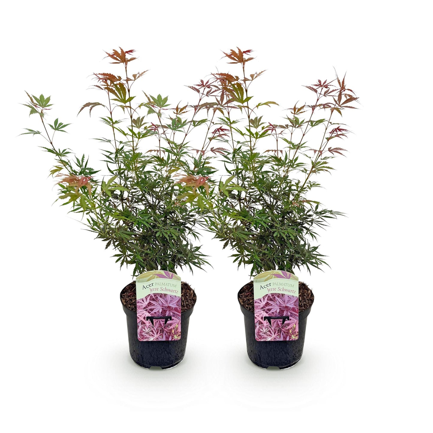 Green boutiQ - Terrace plant - Japanese Maple - Acer palmatum Jerre Swarts - Dark Red - 2 Plants - Deciduous - Pot 19cm Height 70cm