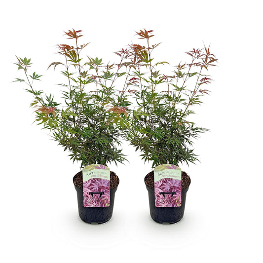 Green boutiQ - Terrace plant - Japanese Maple - Acer palmatum Jerre Swarts - Dark Red - 2 Plants - Deciduous - Pot 19cm Height 70cm