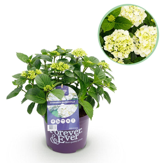 Green boutiQ - Terrace plant - Hydrangea - Hydrangea Forever &amp; Ever - White - 7-12 Flowers - Pot 23cm Height 55cm