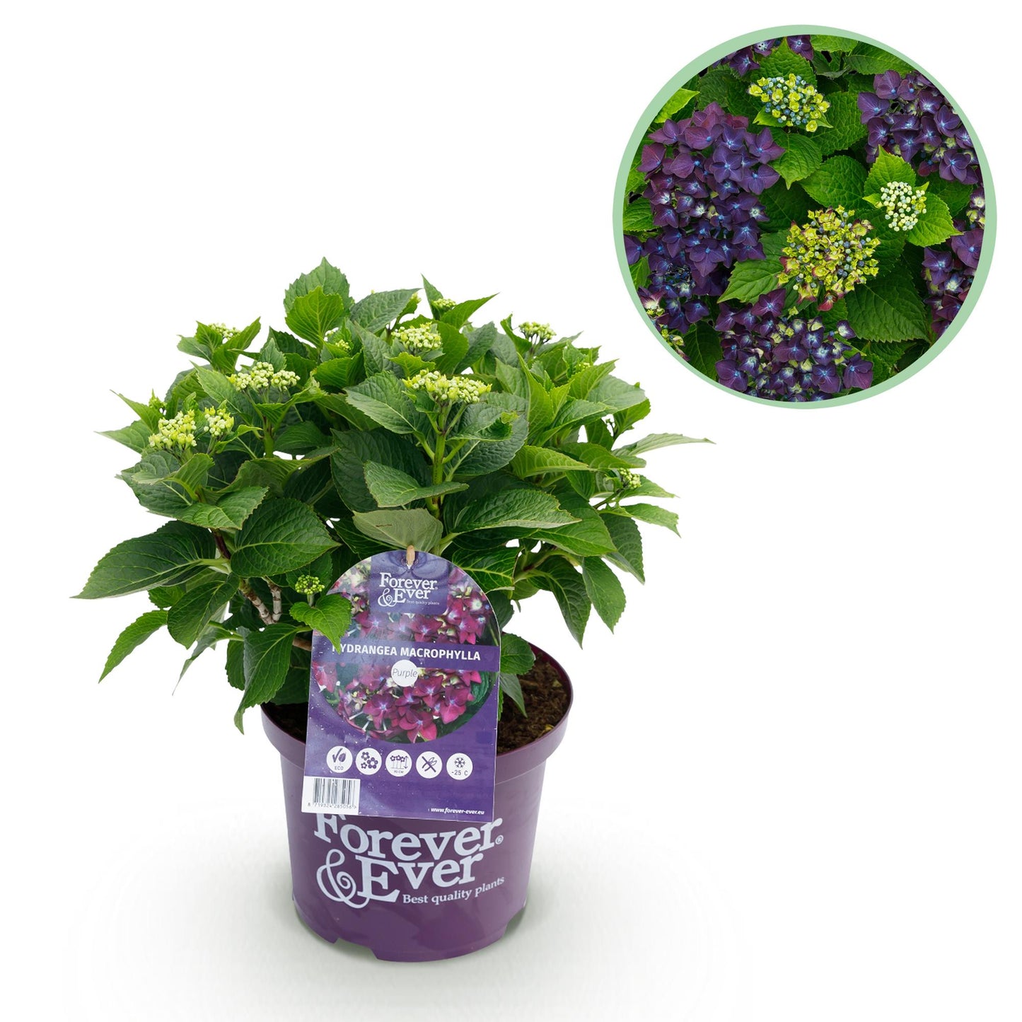 Green boutiQ - Terrace plant - Hydrangea - Hydrangea Forever &amp; Ever - Purple - 7-12 Flowers - Pot 23cm Height 55cm
