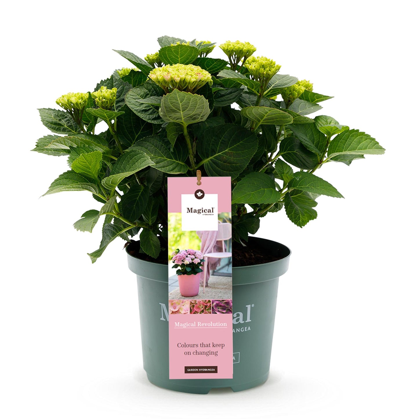 Green boutiQ - Terrace plant - Hydrangea - Hydrangea Magical Revolution Pink - Pink - 6-10 Flowers - Pot 23cm Height 55cm