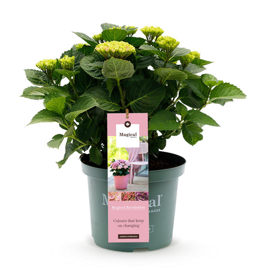 Green boutiQ - Terrace plant - Hydrangea - Hydrangea Magical Revolution Pink - Pink - 6-10 Flowers - Pot 23cm Height 55cm