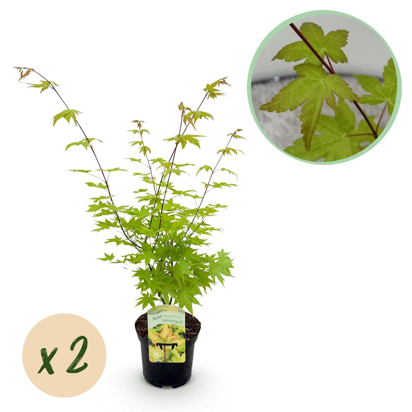 Green boutiQ - Terrace plant - Japanese Maple - Acer palmatum Summergold - Yellow - 2 Plants - Deciduous - Pot 19cm Height 70cm