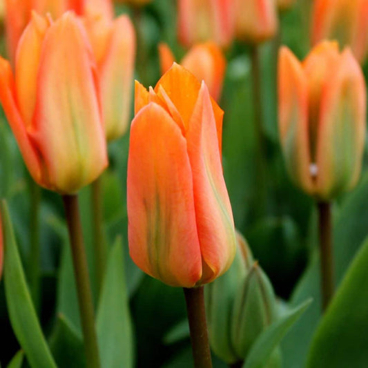 Flowerbulbs Amsterdam - Orange Emperor - 15 flower bulbs - Size 12+