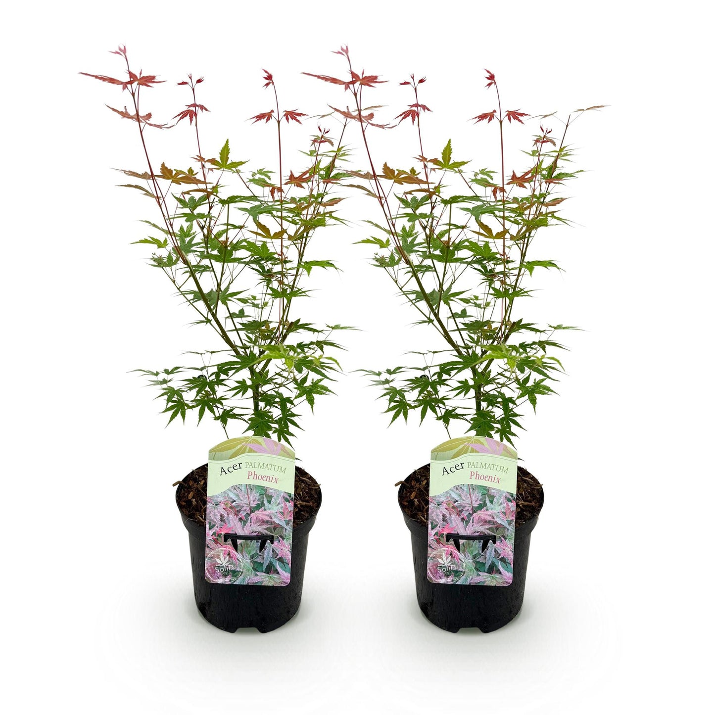 Green boutiQ - Terrace plant - Japanese Maple - Acer palmatum Phoenix - Pink - 2 Plants - Deciduous - Pot 19cm Height 70cm
