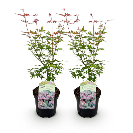 Green boutiQ - Terrace plant - Japanese Maple - Acer palmatum Phoenix - Pink - 2 Plants - Deciduous - Pot 19cm Height 70cm