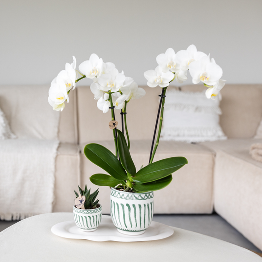 Hummingbird Home | Granada - Green - Ø6cm