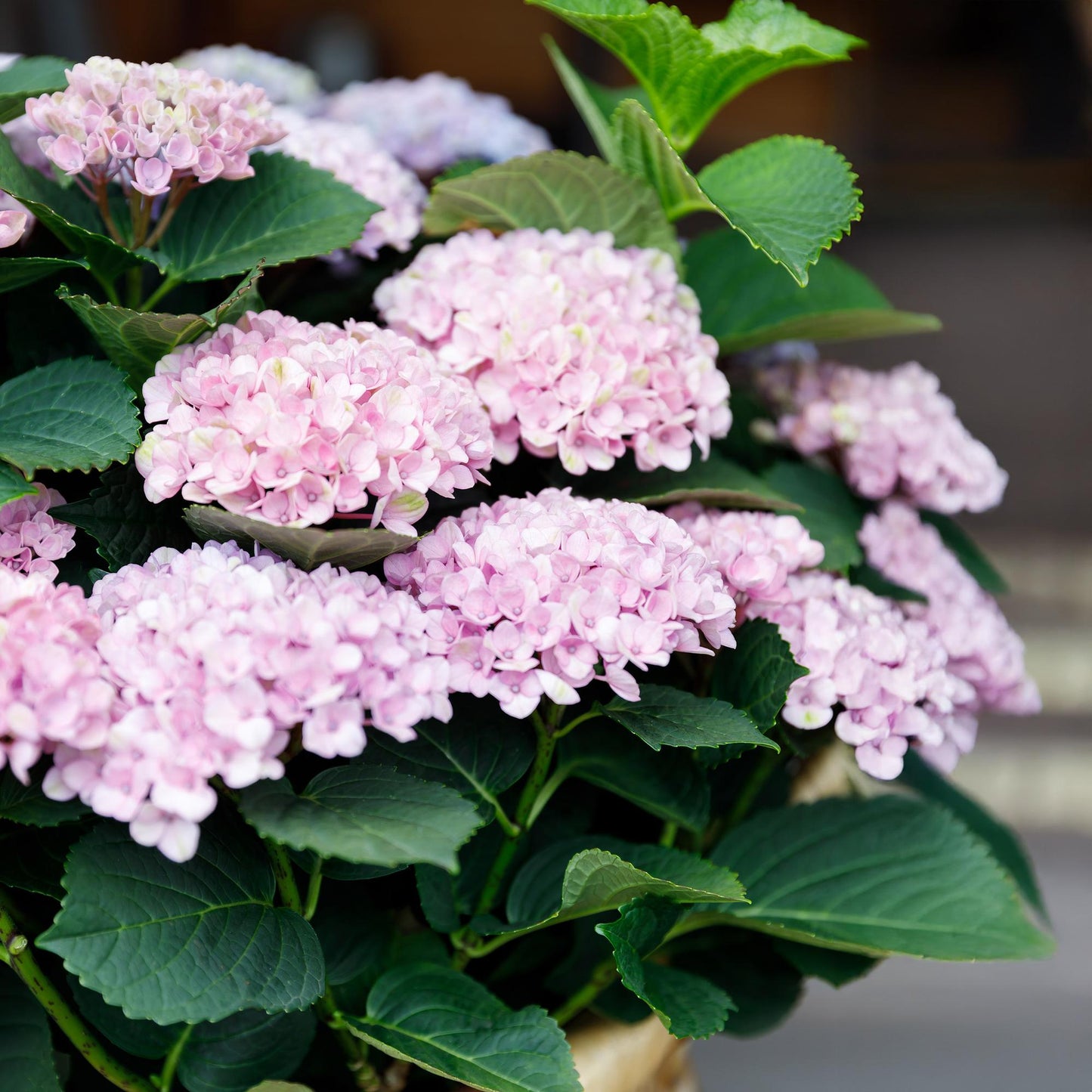 Green boutiQ - Terrace plant - Hydrangea - Hydrangea Magical Revolution Pink - Pink - 6-10 Flowers - 2 Plants - Pot 23cm Height 55cm