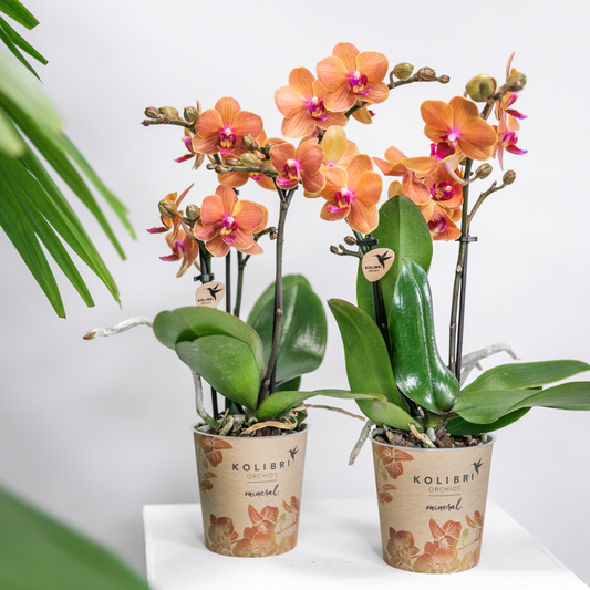 Kolibri Orchids | COMBI DEAL of 4 orange Phalaenopsis orchids - Bolzano - pot size Ø9cm | flowering houseplant - fresh from the grower