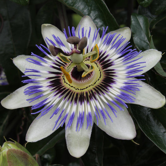 Passiflora Blue caerulea - Ø15cm - ↕65cm