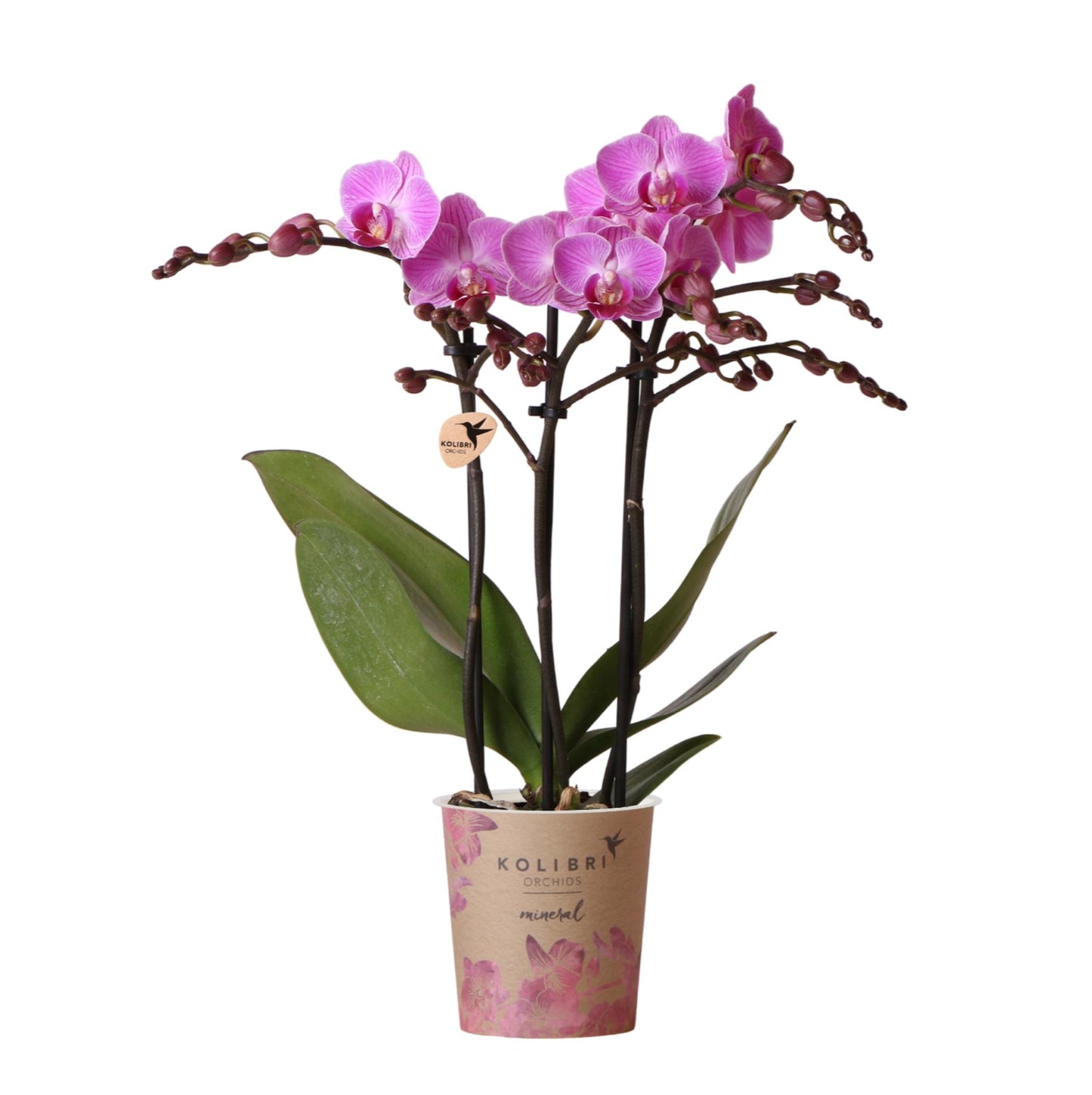 Paars/roze Phalaenopsis orchidee potmaat Ø9cm |  Vienna