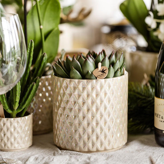 Hummingbird Home | Diamond pearl decorative pot - Travertine - Ø9cm