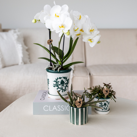 Hummingbird Home | Painted stripe - Green - Ø6cm