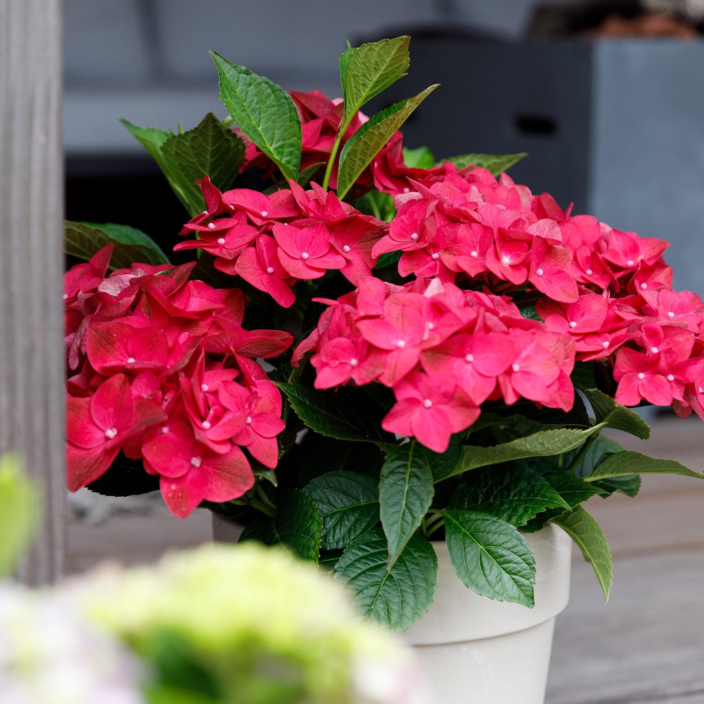 Green boutiQ - Terrace plant - Hydrangea - Hydrangea Magical Teusday &amp; Saphire - Red - 6-10 Flowers - Pot 23cm Height 55cm