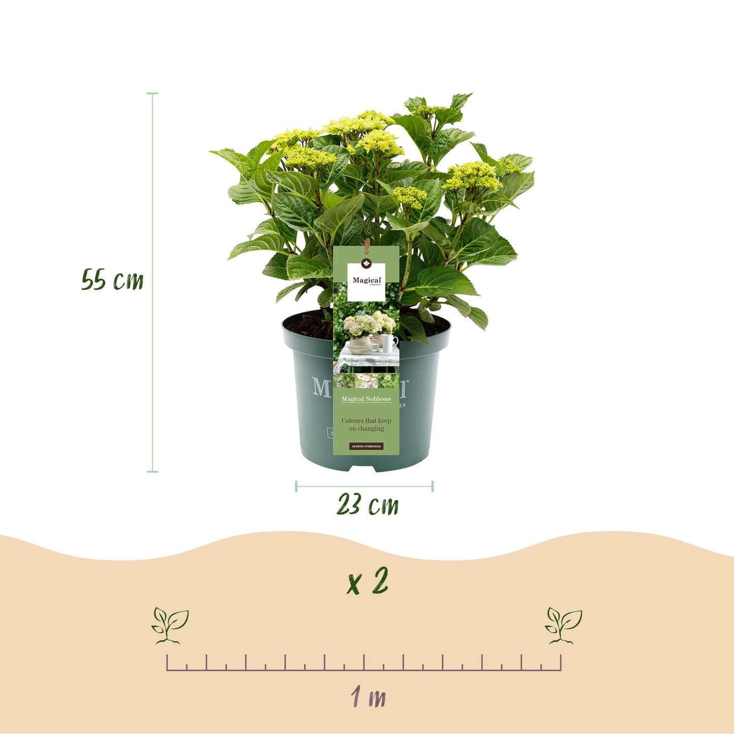 Green boutiQ - Terrace plant - Hydrangea - Hydrangea Magical Nobless - White - 6-10 Flowers - 2 Plants - Pot 23cm Height 55cm