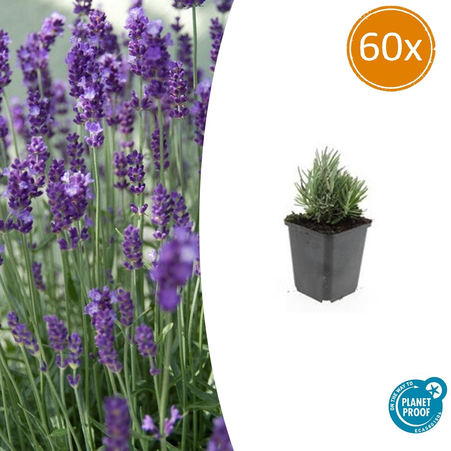 60x Lavandula ang. 'Zwergblau' - ↕10-25cm - Ø9cm