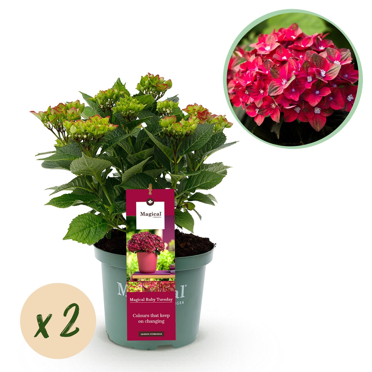 Green boutiQ - Terrace plant - Hydrangea - Hydrangea Magical Teusday &amp; Saphire - Red - 6-10 Flowers - 2 Plants - Pot 23cm Height 55cm
