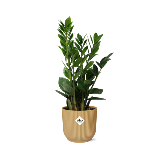 Zamioculcas – Height 45-50 in ELHO Vibes Fold 14cm yellow