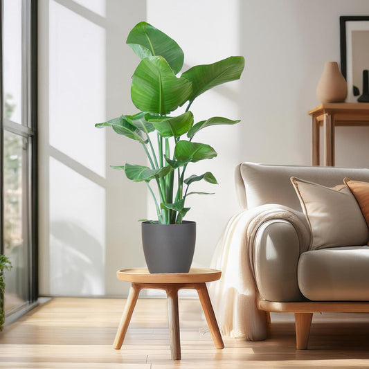 Strelitzia Nicolai with Viber pot grey - 80cm - Ø21