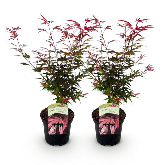 Green boutiQ - Terrace plant - Japanese Maple - Acer palmatum Shaina - Red - 2 Plants - Deciduous - Pot 19cm Height 70cm