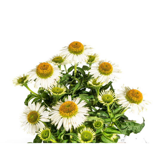 Echinacea Purpurea White Ø19cm - ↕60 - 70cm